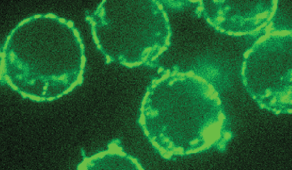 Create a custom subtiligase cocktail