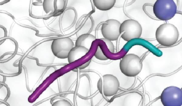 Select a subtiligase variant